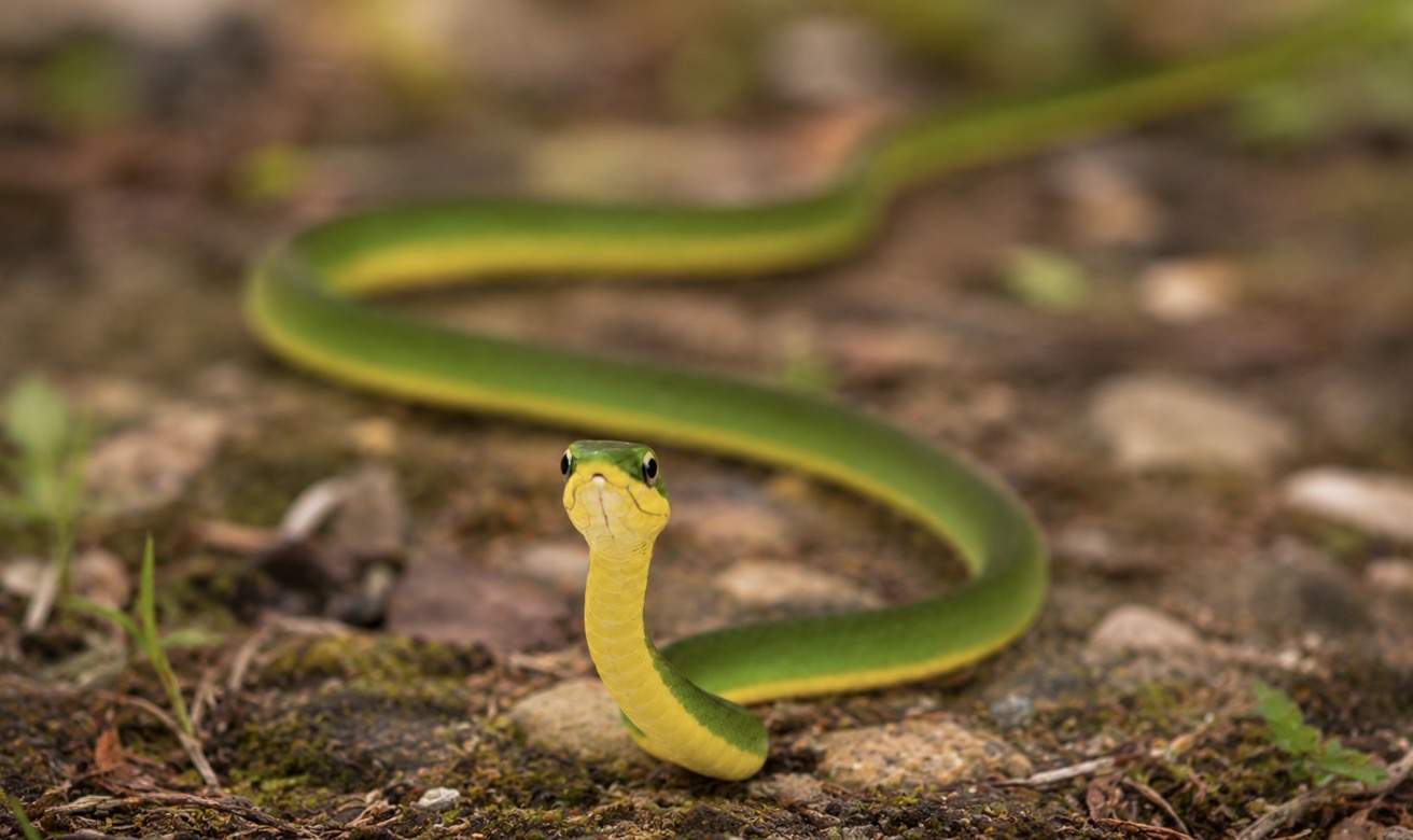 A small rough green snake resting quietly among branches at Silver Springs